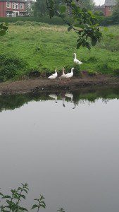geese