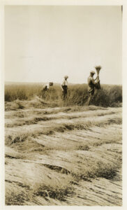 Pulling flax - photo