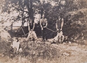 Shearing - photo