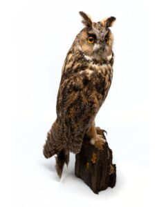 Owl - photo