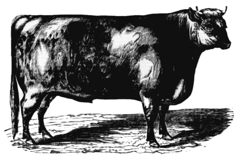 Soubadar bull - photo